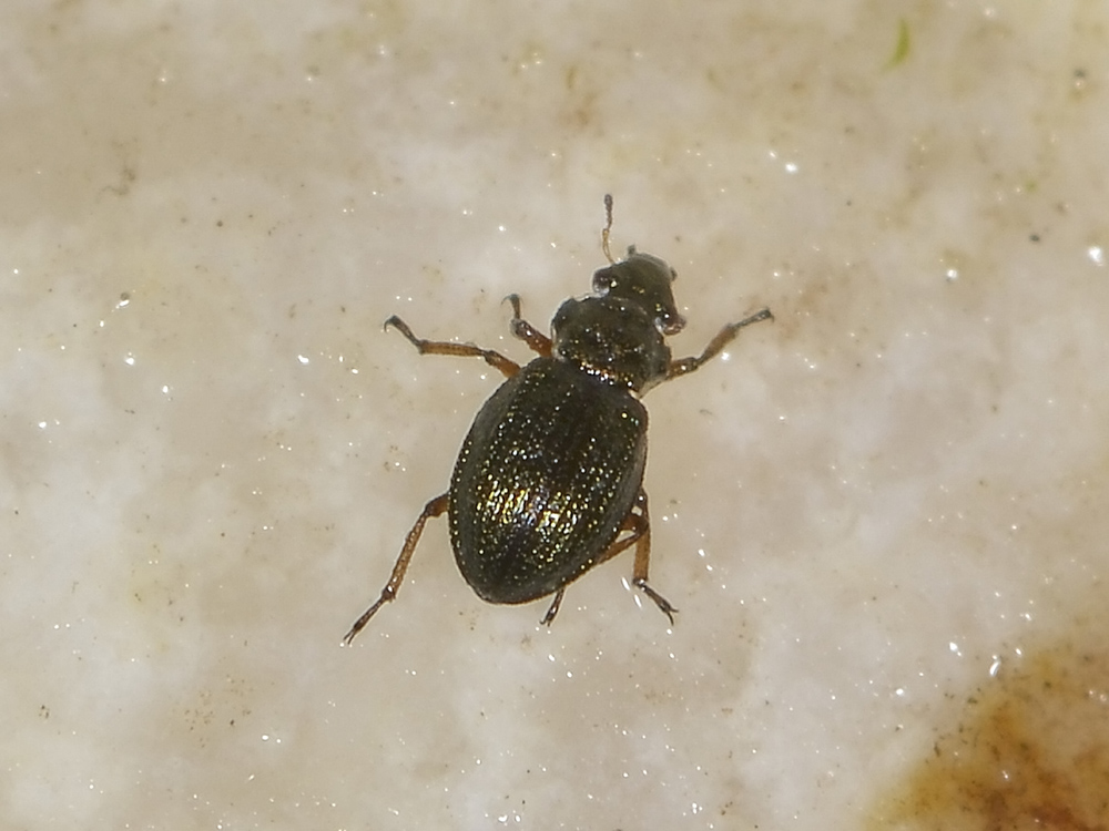 Ochthebius gibbosus (Hydraenidae)